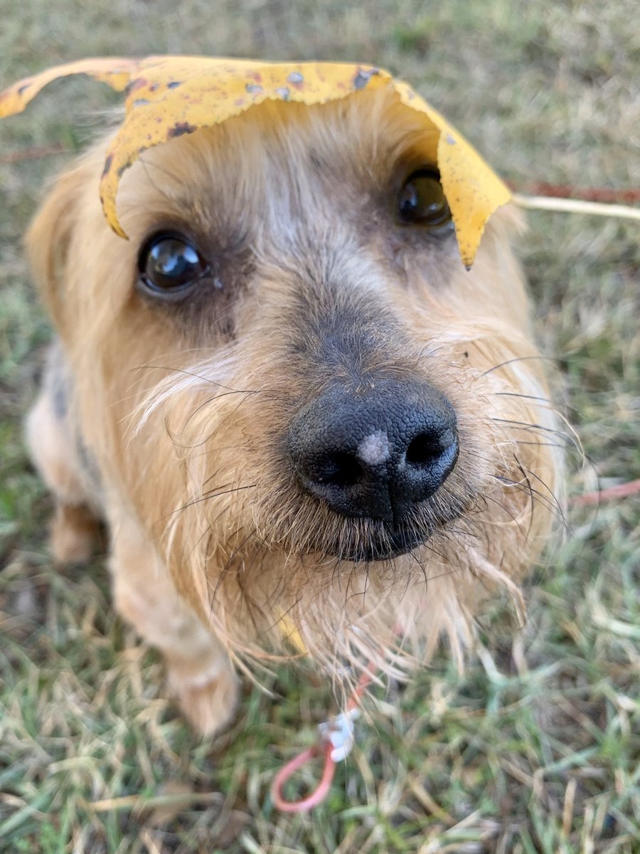 BroadwayDogs's tweet photo. More fun with fall photos!!! https://t.co/tjKPtSOcdk