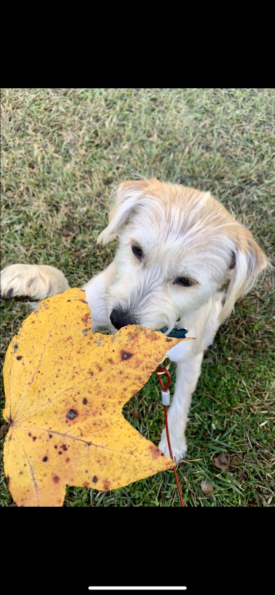 BroadwayDogs's tweet photo. More fun with fall photos!!! https://t.co/tjKPtSOcdk