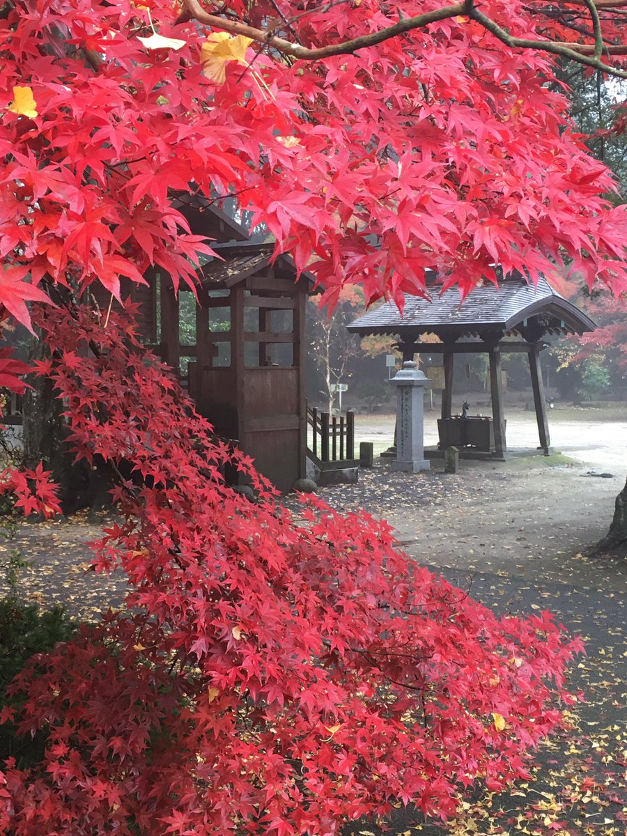 天台宗 元三大師安樂寺 紅葉についてお尋ねが有りましたので現在の状況をお写真で 元三大師 安楽寺 紅葉 御朱印 茨城県 常総市 オリジナル御朱印帳 限定御朱印帳 天台宗 元三大師安樂寺 紅葉についてお尋ねが有りましたので現在の状況をお写真で 元三大師 安楽寺 紅葉 御朱印 茨城県 常総市 オリジナル御朱印帳 限定御朱印帳