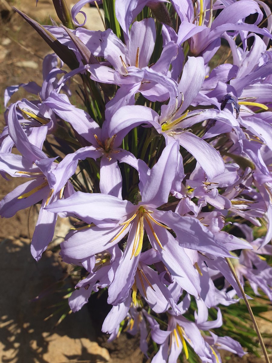 MartiBlom's tweet photo. The Monkey's tail flowering in different hues in #Spring amongst the rocky ridges. #BotanyOnTheRun https://t.co/cvHe7Y8nAZ