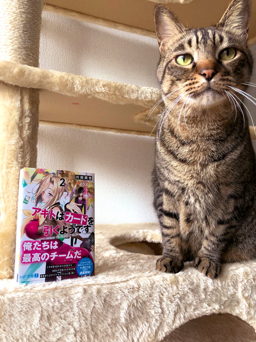 asa_kusa_99's tweet photo. ＭＦ文庫Ｊ「アキトはカードを引くようです」第２巻、本日発売です。
コミカライズは明後日２７日、月刊コミックアライブにて一挙２話、連載開始になります。
カードを引いて運命を変えろ。宜しくお願いします！ https://t.co/I5XUjBa1HR