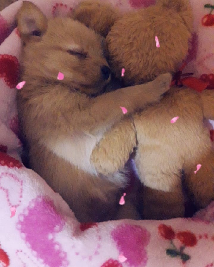 biancaaperez2's tweet photo. @JorgeYabur Yo sólo quería tener un perrito CHIQUITO para mi compañía en el departamento 😂 https://t.co/H3LGevdFzj