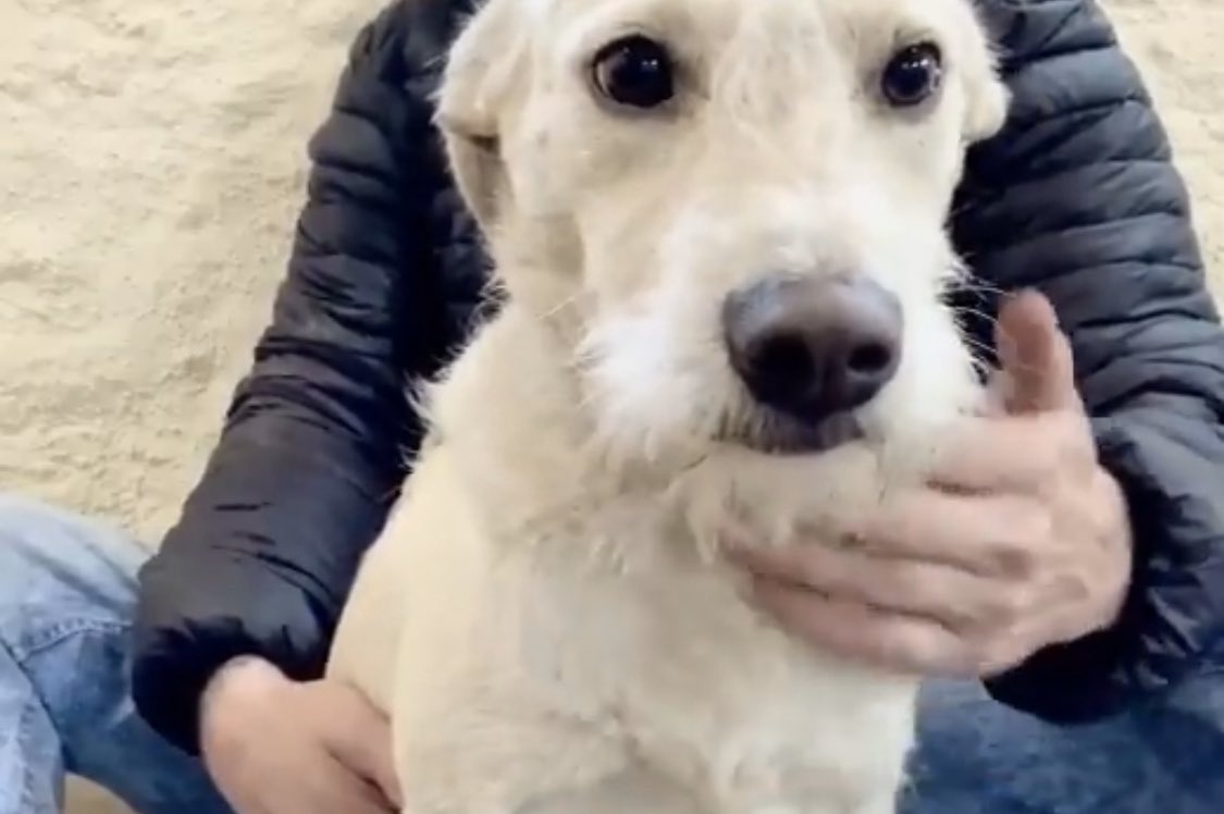IvanNavaMx's tweet photo. El Tepache sigue estando en adopción responsable en #Cdmx tiene 1 año y es muy juguetón y cariñoso, se lleva bien con todos. 

Recuerden que a él lo rescatamos del antirrábico antes de que lo mataran, ayudarnos mucho a compartir esta publicación￼.

Muchas gracias 💙🙏🏻 https://t.co/D3KXQqo6Zd