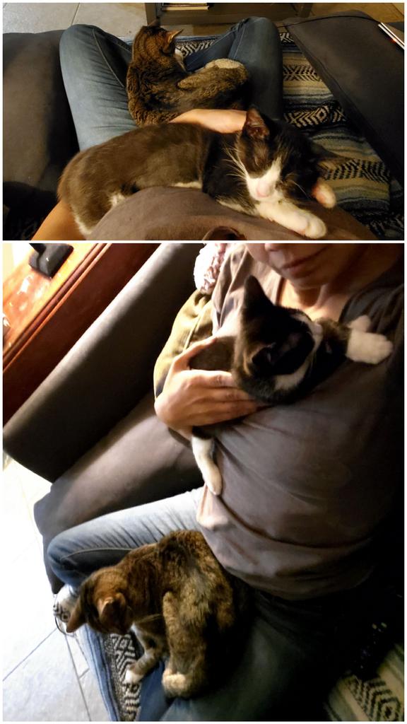 Malissa_Longo's tweet image. She made herself comfortable on my chest. He made my lap his cozy resting spot. They're getting more and more used to each other. #catpillow