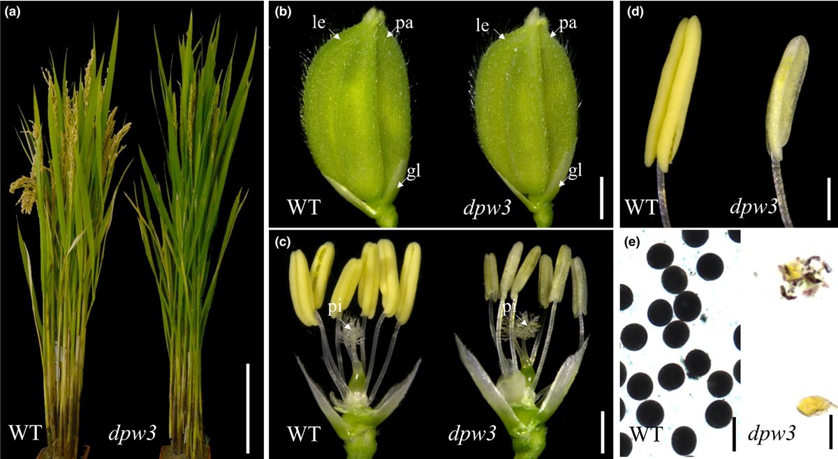 NewPhyt's tweet image. Defective Pollen Wall 3, a novel alpha integrin‐like protein, is required for #pollen wall formation in #rice 🌾@iampalash11  @xudawei8507 ow.ly/Pabn50xidoI