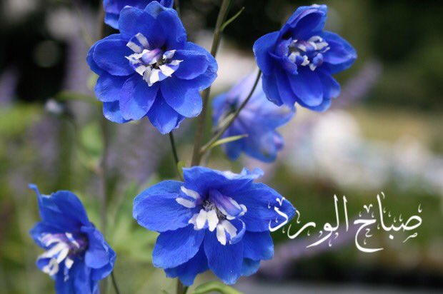صباح السحاب اللي مزونه لها هتان
وقطر الندى والورد يزها بها البستان