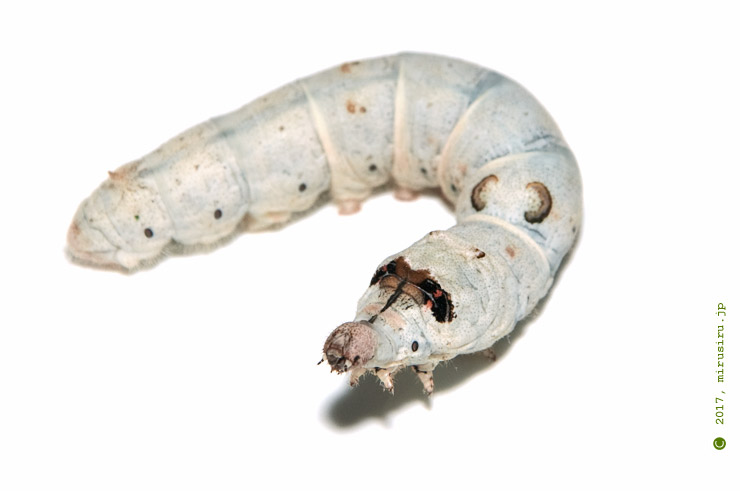 とりあえずオオミズアオ(ヤママユガの仲間)とカイコガの比較 こうみれ