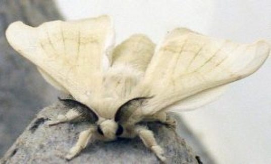 とりあえずオオミズアオ(ヤママユガの仲間)とカイコガの比較 こうみれ