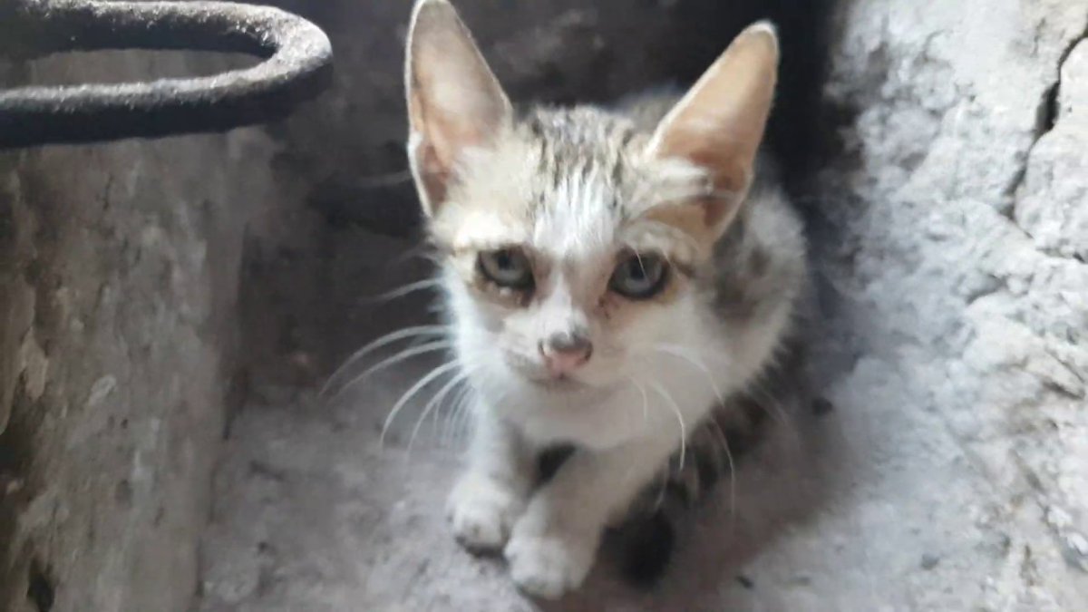 MeowMoeDotCom's tweet photo. #Rescue A #Cute #Kitten Stuck ...
 
#Cats #Cat #Kittens #Kitten #Kitty #Pets #Pet #Meow #Moe #CuteCats #CuteCat #CuteKittens #CuteKitten #MeowMoe
 
#AnimalInCrisis #AnimalRescue #AnimalRescueVideo #AnimalRescueVids #AnimalSolution
 
https://t.co/vbBtjWs8Fk
 
. https://t.co/m33OpTsIWA