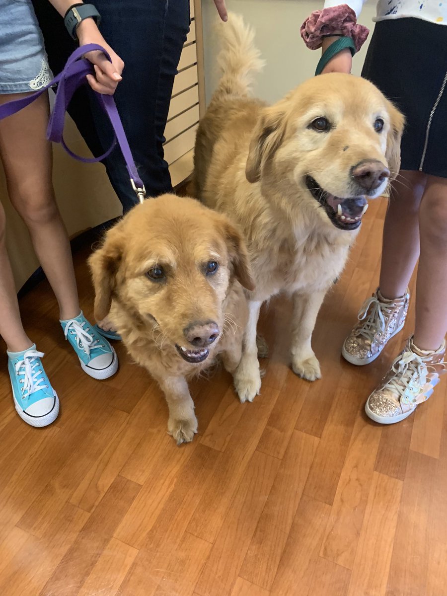 mrsgrchs's tweet photo. Day 24 - theyβve been demanding in their old age lately, but grateful after nearly 14 years to have our furry family members still with us! #30thanks #AttitudeOfGratitude https://t.co/acCitxsObV