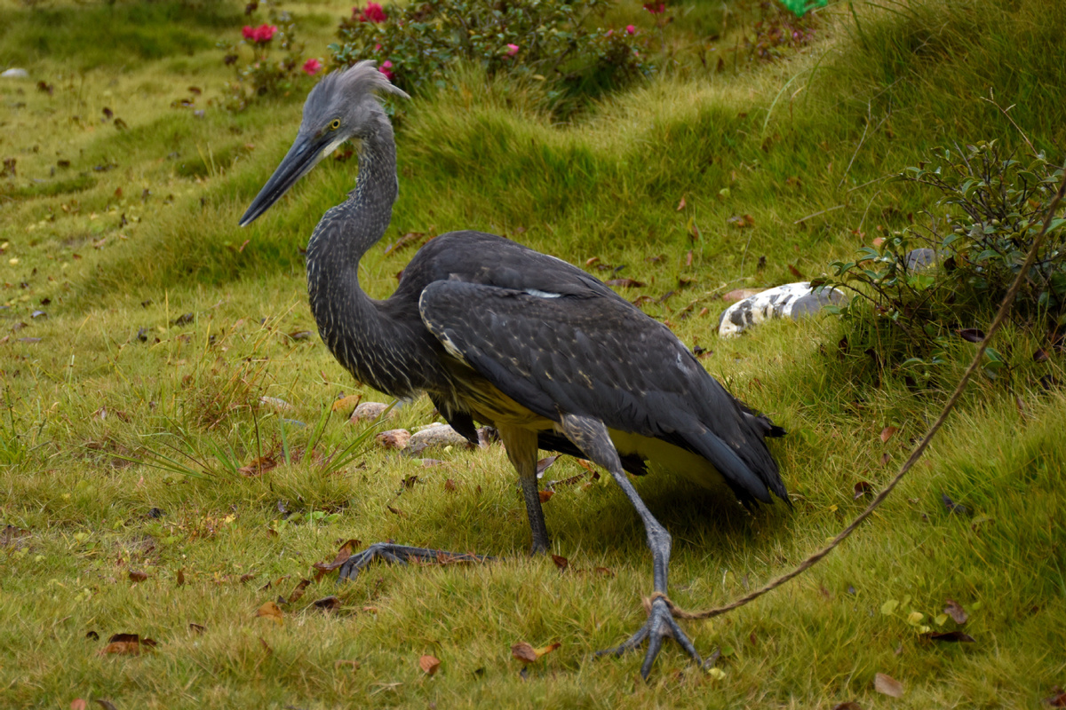 исчезающие животные описание. птицы под угрозой исчезновения. "белоголовый орлан". индюки виктория. птицы под угрозой исчезновения.