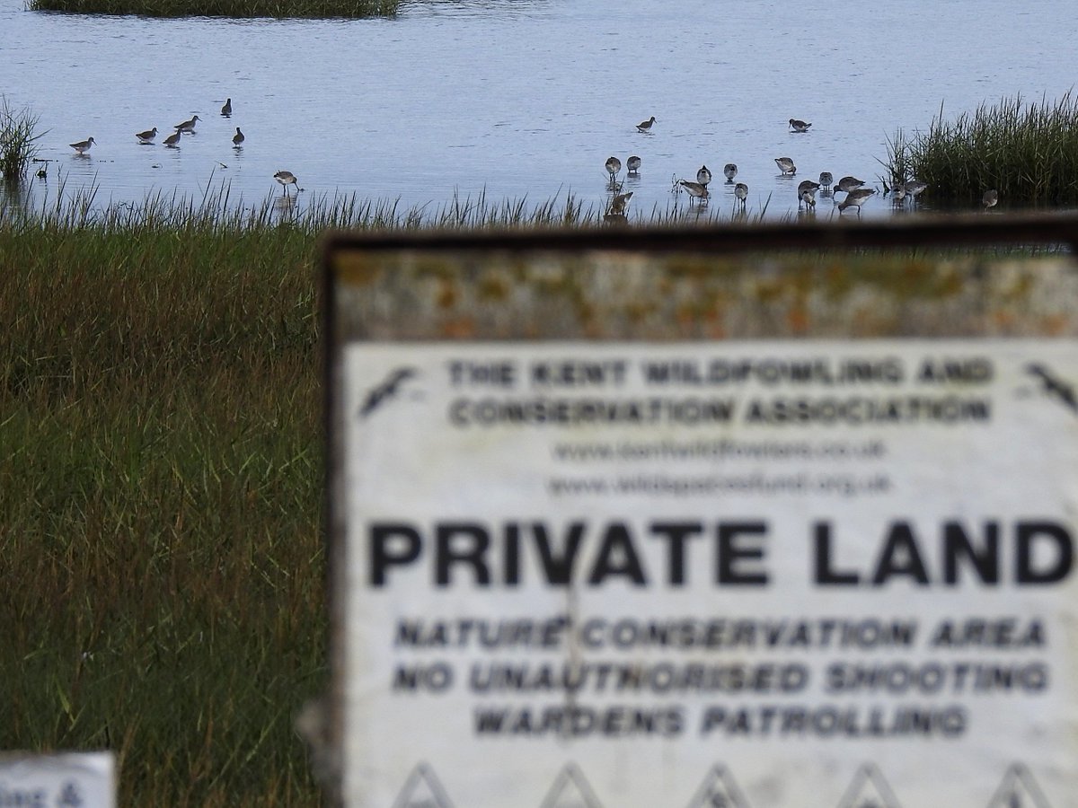 Why when out on the southern Medway if birders start sounding off to me about wildfowlers, I try to explain history/complexities here and to consider whether southern Medway would still exist had not wildfowlers and birders been able to work so well together in the past.5/5