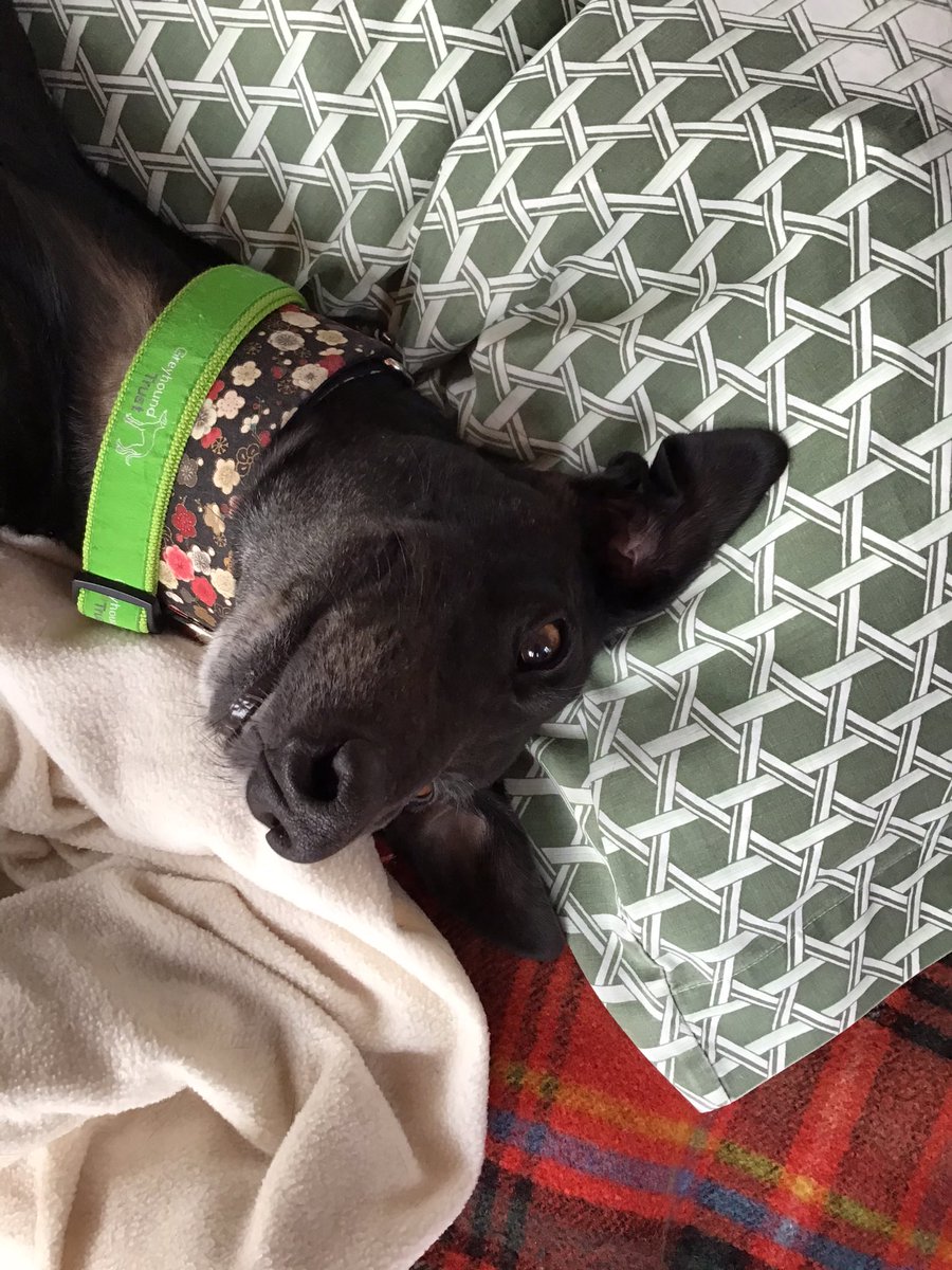 Alison (Humum)to Monroe,DeeDee and Danza 💚 tweet media