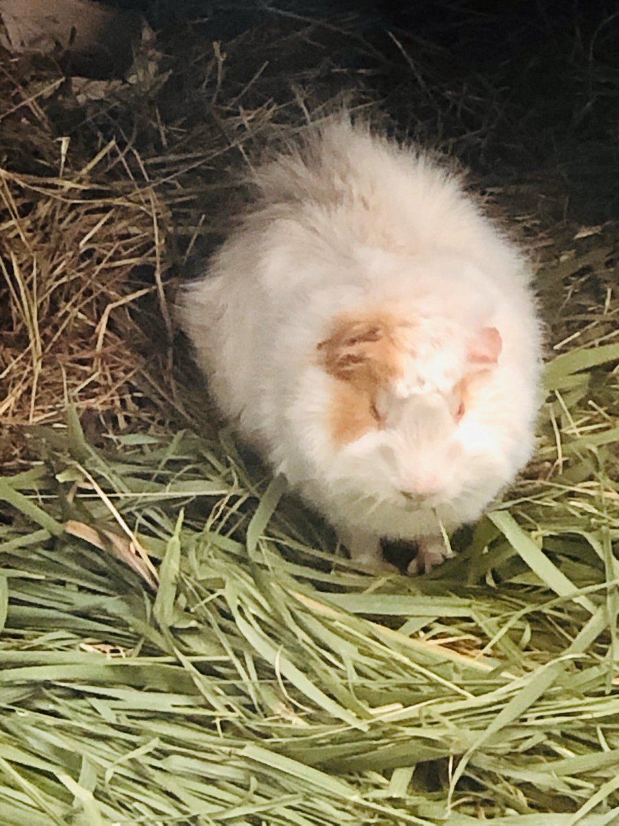 tui_toots's tweet photo. #dogs #bestfriend It’s official when  it’s warm #everyone wants a cool mat I even think my #guineapigs friends might like it https://t.co/eHLMFvW3Qq