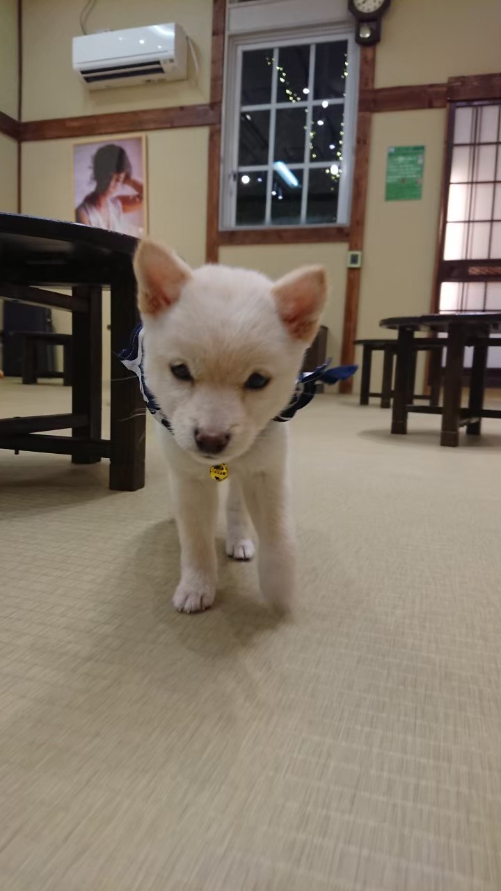 豆柴カフェハウステンボス店 ゆり豆ちゃん最後の投稿です 小さい頃はぐみ豆とこんなに差があったのに 今ではだいぶ大人の容姿になりました 成長は嬉しいような寂しいような 豆柴カフェ 豆柴カフェハウステンボス 豆柴 柴犬 犬 Shiba Dog