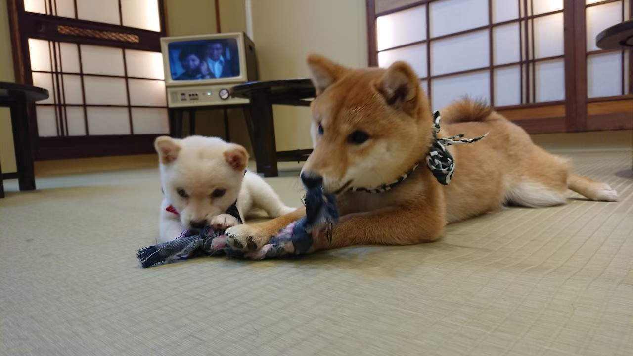 豆柴カフェハウステンボス店 ゆり豆ちゃん最後の投稿です 小さい頃はぐみ豆とこんなに差があったのに 今ではだいぶ大人の容姿になりました 成長は嬉しいような寂しいような 豆柴カフェ 豆柴カフェハウステンボス 豆柴 柴犬 犬 Shiba Dog