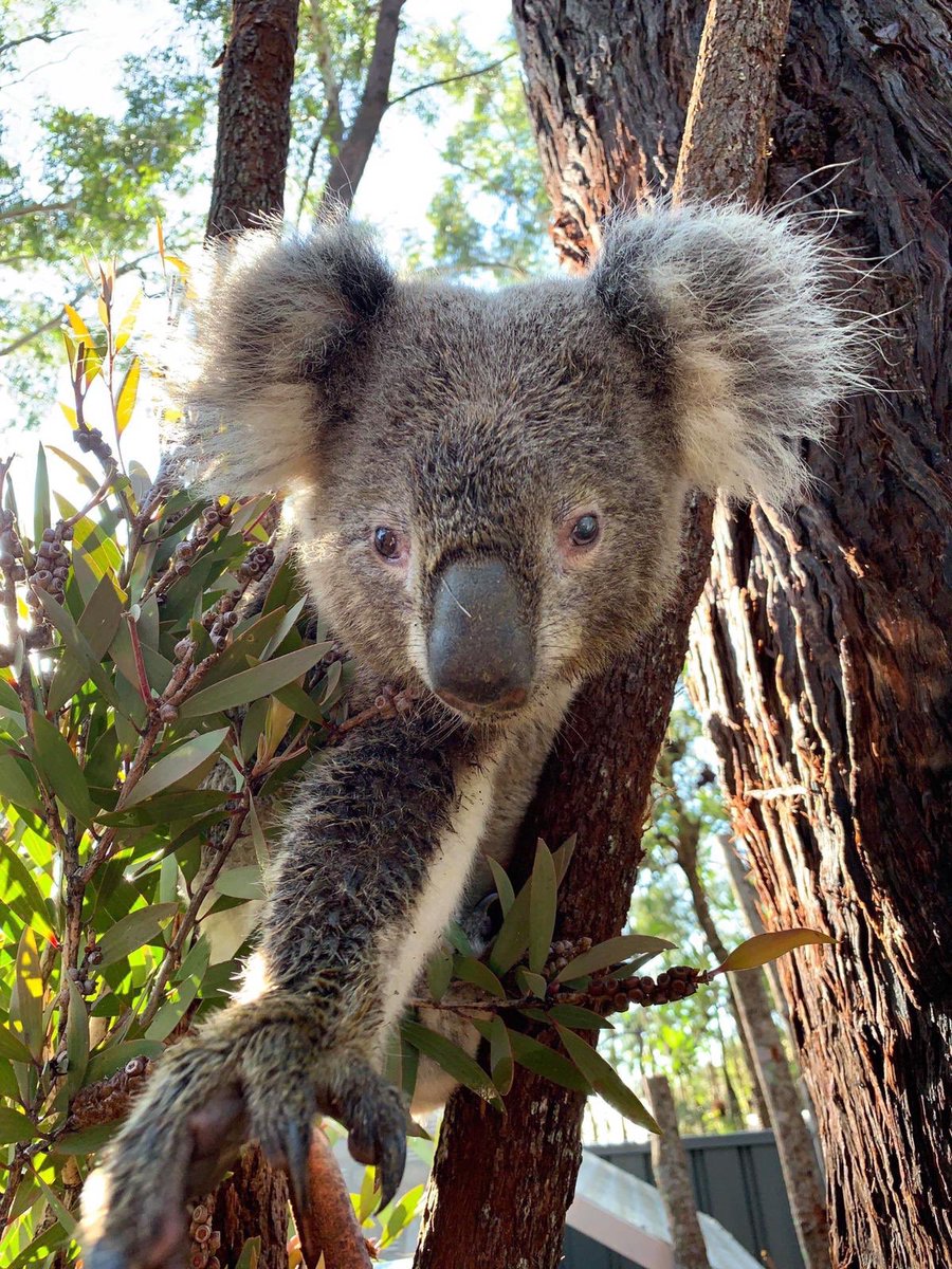 koalas_psk's tweet photo. Tai just wants more leaf... Watch out for those claws! He’ll take what he wants, including the camera 😋 #GarbageGuts 🐨
Post protected by Storyful
#Koala #Koalas #KoalaRescue #PortStephens https://t.co/BKUpPdjWhO