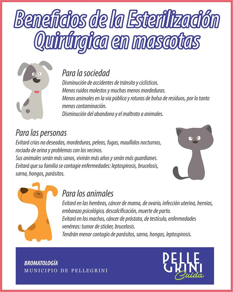 MunicipioPelle's tweet photo. BENEFICIOS PARA TU MASCOTA https://t.co/B4y4CIGi7Y
