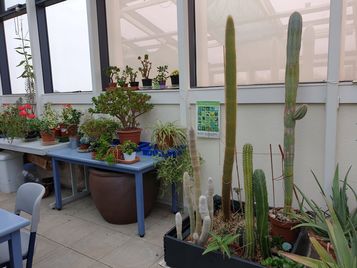 CrackingScience's tweet image. An absolute pleasure to visit @STEMLearningUK today and be inspired by the fantastic work you do with teachers, technicians and more. 

A great space - and some impressive cacti in your greenhouse! 🌵
