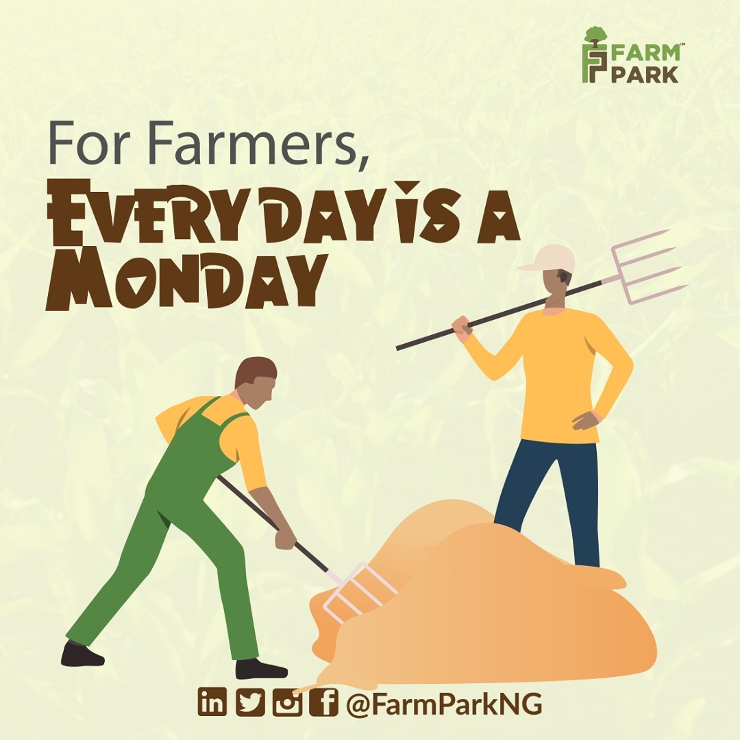 For farmers, everyday is a Monday.
Have a fruitful week. 
.
.
.
#OccupyNigeriaSeasonII #MondayMorning #mondaythoughts #MondayMood #farming #AMAs #Sm4lyf #farmpark #KhafiTheHost #agriculture #farming #revelationproperties #landshoplimited