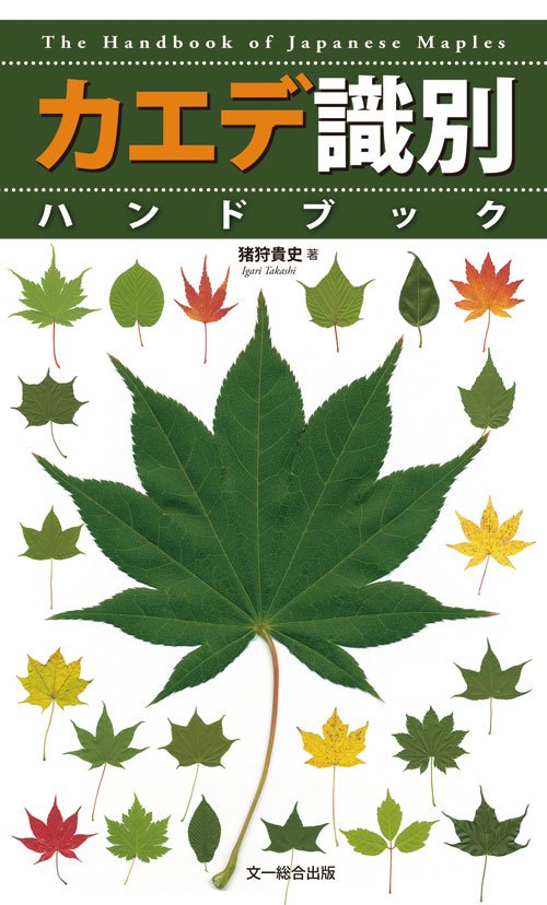 文一総合出版 公式 新刊発売中 つ 紅葉シーズンだけじゃない 春から使えるカエデ図鑑 カエデの花や葉 果実 冬芽 樹皮 生態など 実物と比較できるよう多数の写真で詳しく紹介 紅葉 カエデ 猪狩貴史 カエデ識別ハンドブック 文一総合出版 公式 新刊発売中 つ 紅葉シーズンだけじゃない 春から使えるカエデ図鑑 カエデの花や葉 果実 冬芽 樹皮 生態など 実物と比較できるよう多数の写真で詳しく紹介 紅葉 カエデ 猪狩貴史 カエデ識別ハンドブック