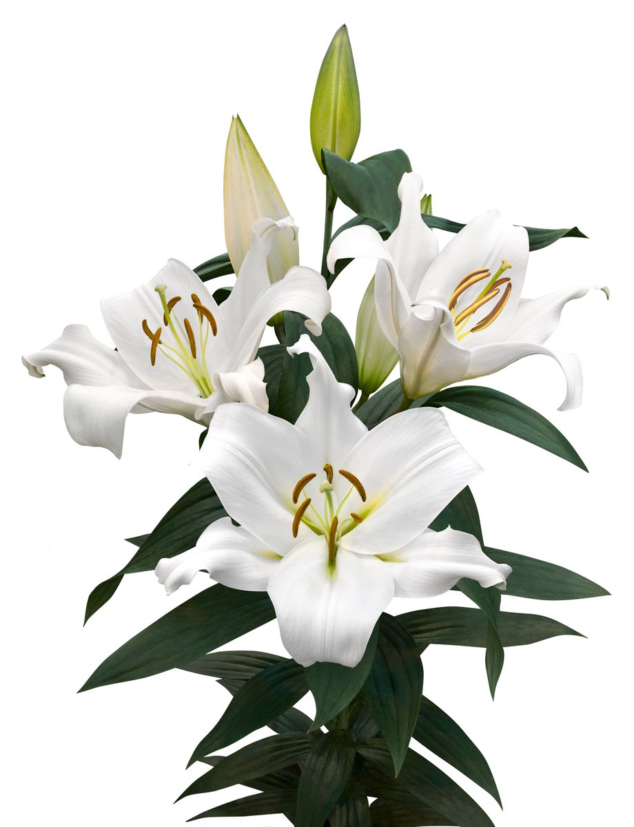 makbreeding's tweet photo. The top of the Lily League

OT Zambesi &amp; OT Tabledance https://t.co/coUx2MhpPN