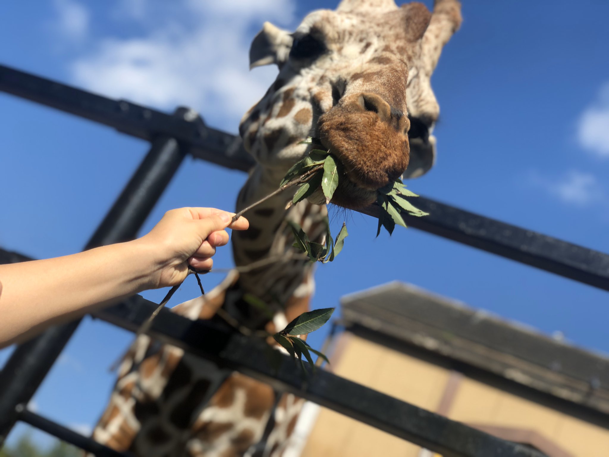 ヒノトントンzoo 羽村市動物公園 キリンの舌の色は 紫色 木の葉を食べる時間が長い 舌を出す時間も長い ので 日焼け防止のために 黒っぽい色になったと 言われています キリン 羽村市動物公園 コマチ T Co Tzjmpuc5h2 Twitter
