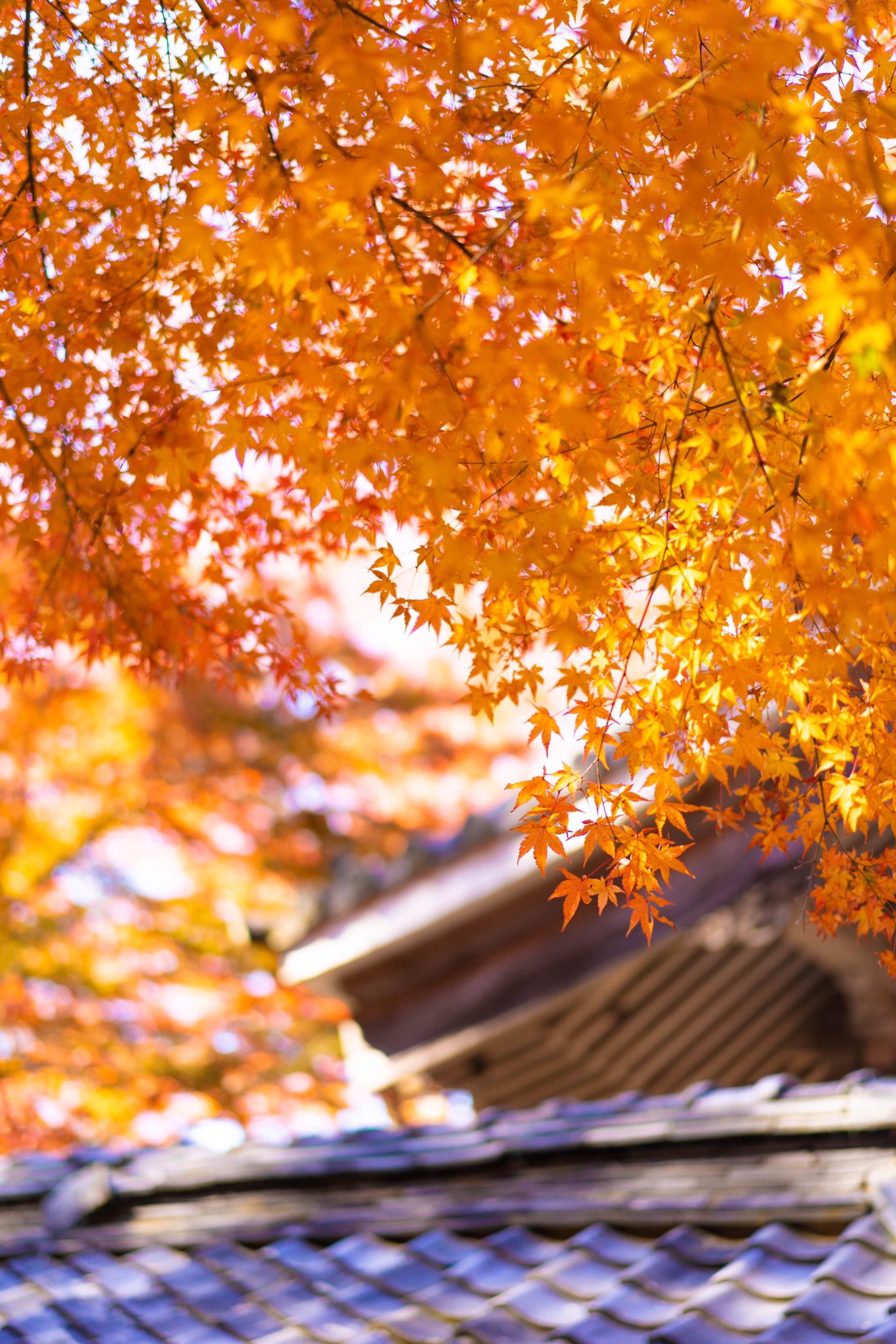 Aco Foto ザ 滋賀の紅葉穴場スポット 滋賀県でも人気の紅葉名所は駐車場にも入れず長蛇の列でしたが ここはがら空きでゆっくりのんびり撮れました 穏やかな秋晴れで キレイな紅葉に癒されまくりました 写真好きな人と繫がりたい しがトコ 滋賀