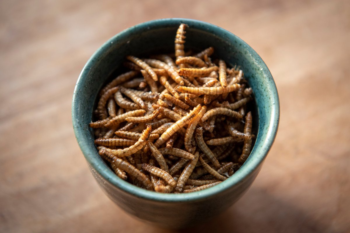 Gleder oss til å være med på <a href="/Kunnskapsdep/">Kunnskapsdepartement</a> og <a href="/NFdep/">Nærings&fiskeridep</a> sitt seminar i dag, om 'samarbeid mellom #næringsliv og #forskning'. Vi kommer med innspill og smaksprøver på #fremtidensprotein for fisk og folk - larver! <a href="/IselinNybo/">Iselin Nybø</a> <a href="/konservativ/">Torbjørn Røe Isaksen</a> <a href="/simula_research/">Simula Research Laboratory</a>