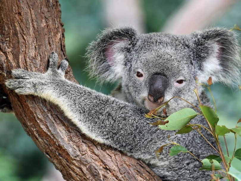 Two of the worlds most iconic species were declared functionally extinct this weekend, Australia’s koala and Indonesia’s woolly, mysterious Sumatran rhino. You might have heard about it somewhere.  https://www.forbes.com/sites/trevornace/2019/11/23/koalas-functionally-extinct-after-australia-bushfires-destroy-80-of-their-habitat/