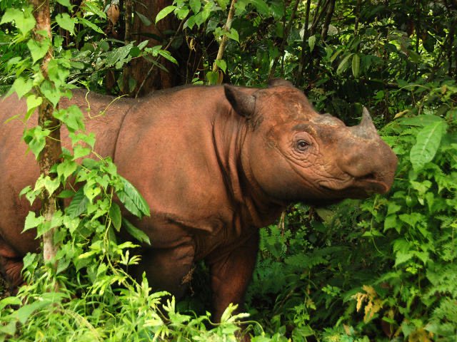 Two of the worlds most iconic species were declared functionally extinct this weekend, Australia’s koala and Indonesia’s woolly, mysterious Sumatran rhino. You might have heard about it somewhere.  https://www.forbes.com/sites/trevornace/2019/11/23/koalas-functionally-extinct-after-australia-bushfires-destroy-80-of-their-habitat/