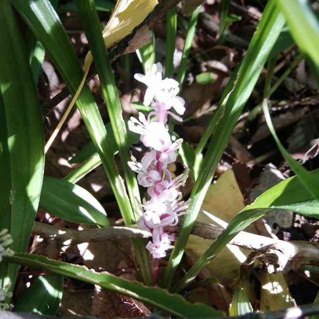 ヤブランの仲間 Twitter Search Twitter