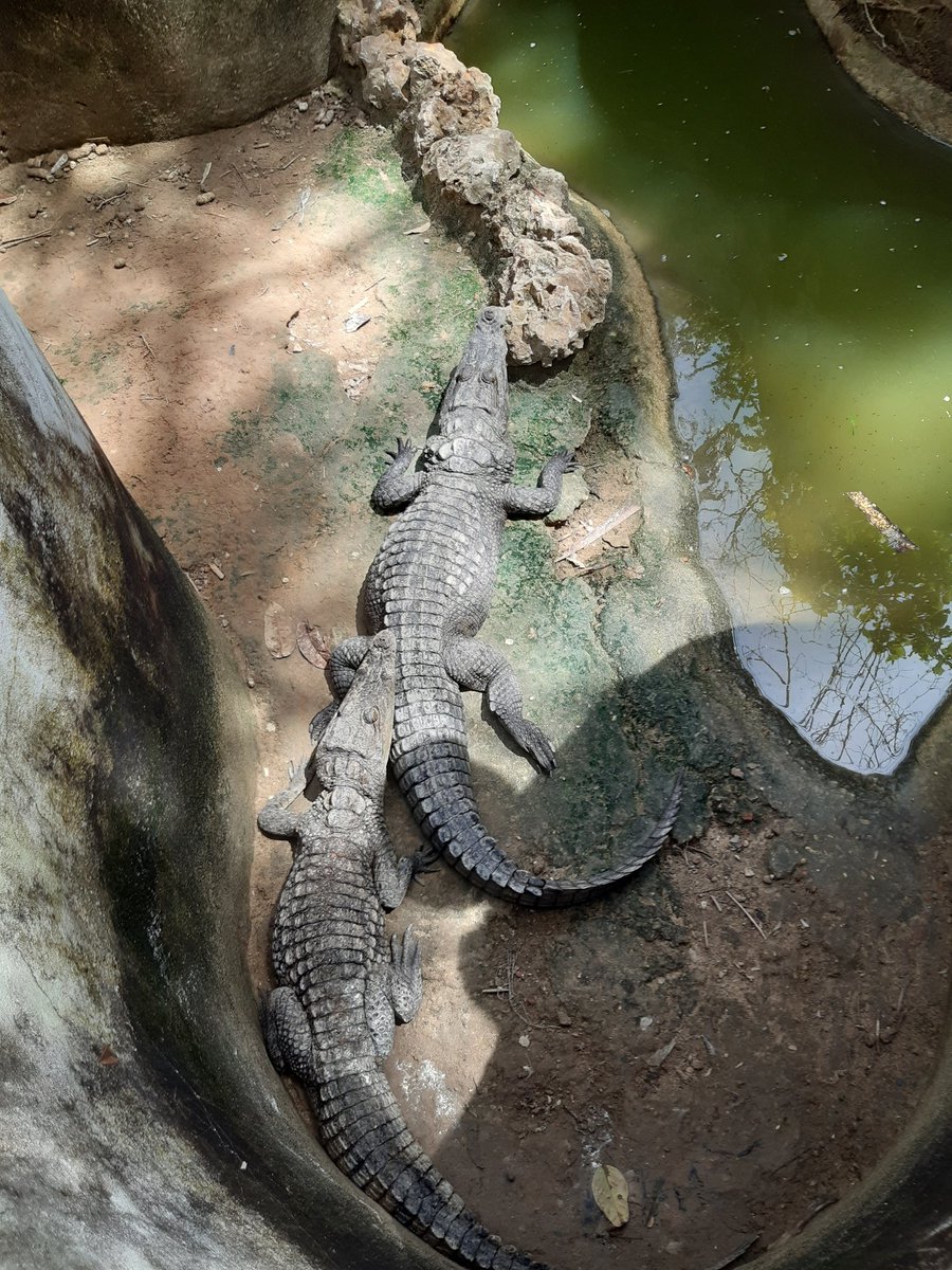 EbrimaConte's tweet image. 