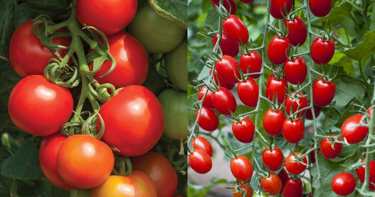 mrfothergill's tweet image. Tomato Cocktail Crush F1 &amp;amp; Tomato Riesling F1 are both new for 2020! We have 4 packets of each to #win this week, to #enternow tell us which one you'd rather win! We’ll pick 8 winners across FB &amp;amp; Twitter in a week’s time.

mr-fothergills.co.uk/Vegetable-Seed… #comp #winit #competitiontime