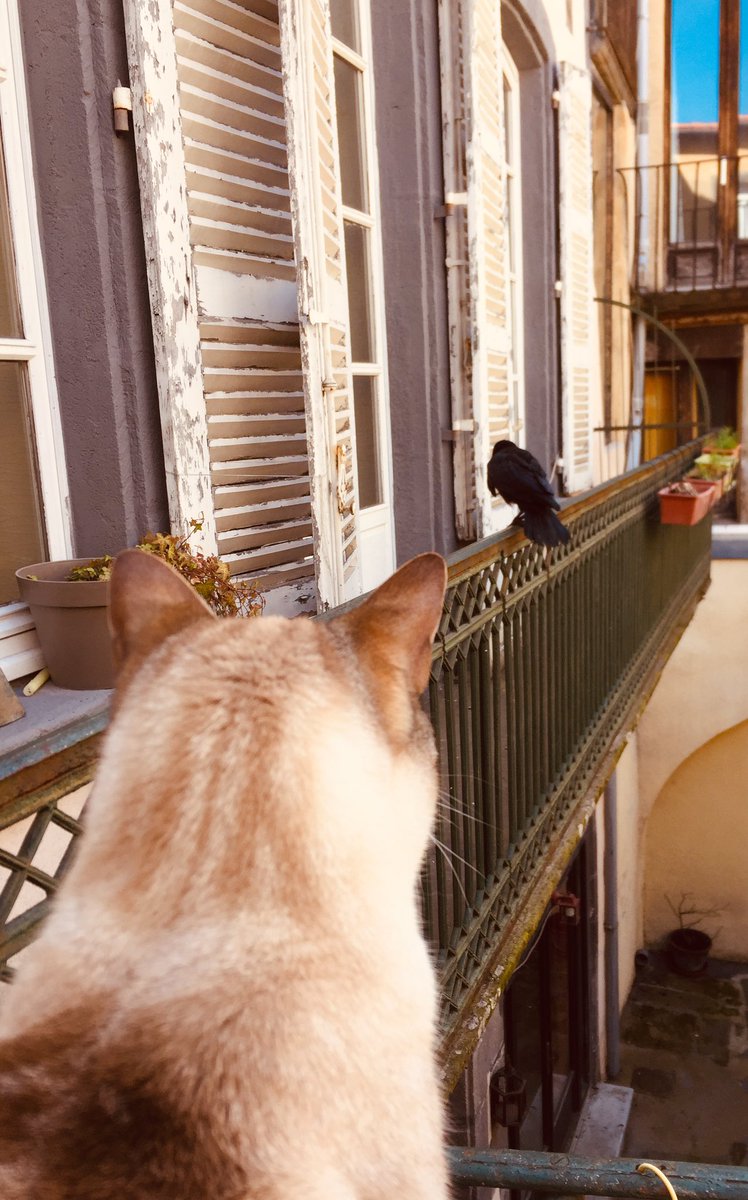 Le chat bosse H24 au gardiennage de  #Zorro il prend ça très à cœur.