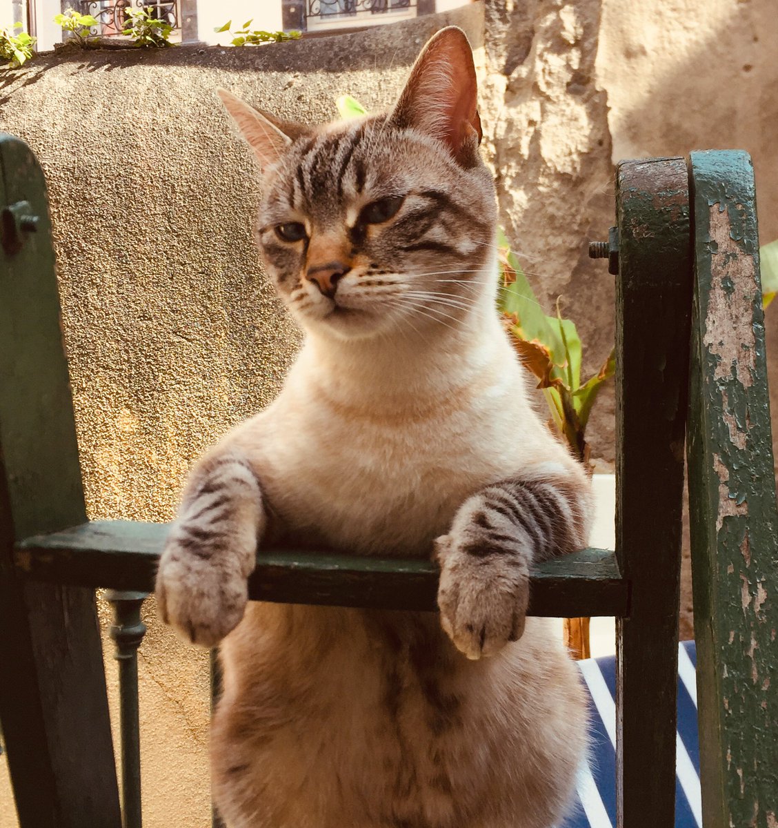 Le chat bosse H24 au gardiennage de  #Zorro il prend ça très à cœur.