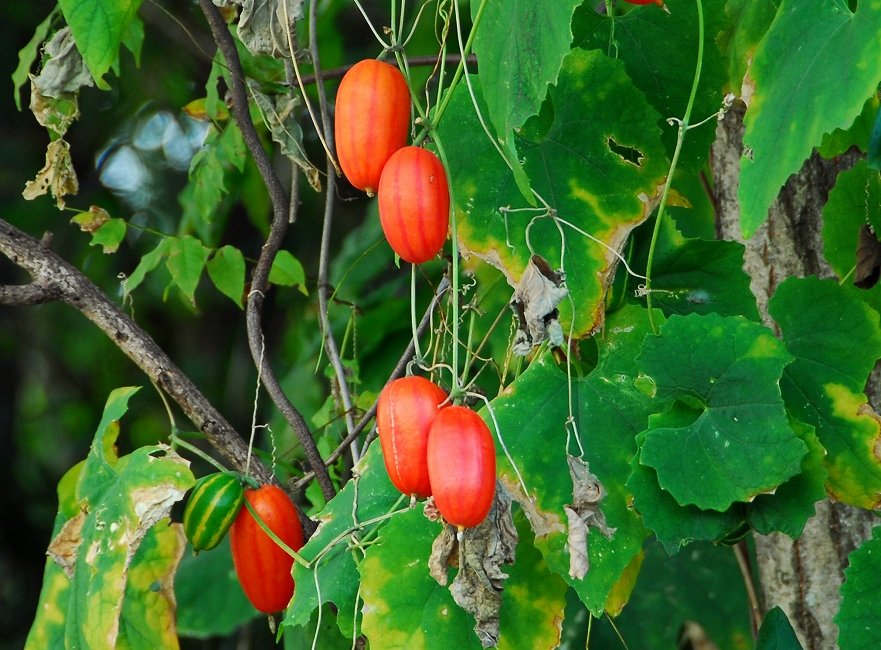 果実と土壌を調査するターレス 烏瓜 カラスウリ だ 熟せば熟す程渋くなる カラスも食べない若しくは枯らしたほうがマシ だから カラス ウリ 青い頃はそれなりに食べれるぞ 白い可憐な花を咲かすが花言葉は 男嫌い だから要注意だな ｸｸｸ 原産地は 中国や