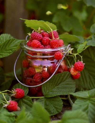berrygardensltd's tweet image. Aids in Weight Loss: Raspberries are low in fat and high in fiber, so they fill you up without weighing you down with extra calories. They’re also full of water &amp;amp; potassium which will stave off dehydration and unpleasant side-effects that accompany it. #weightloss #raspberries