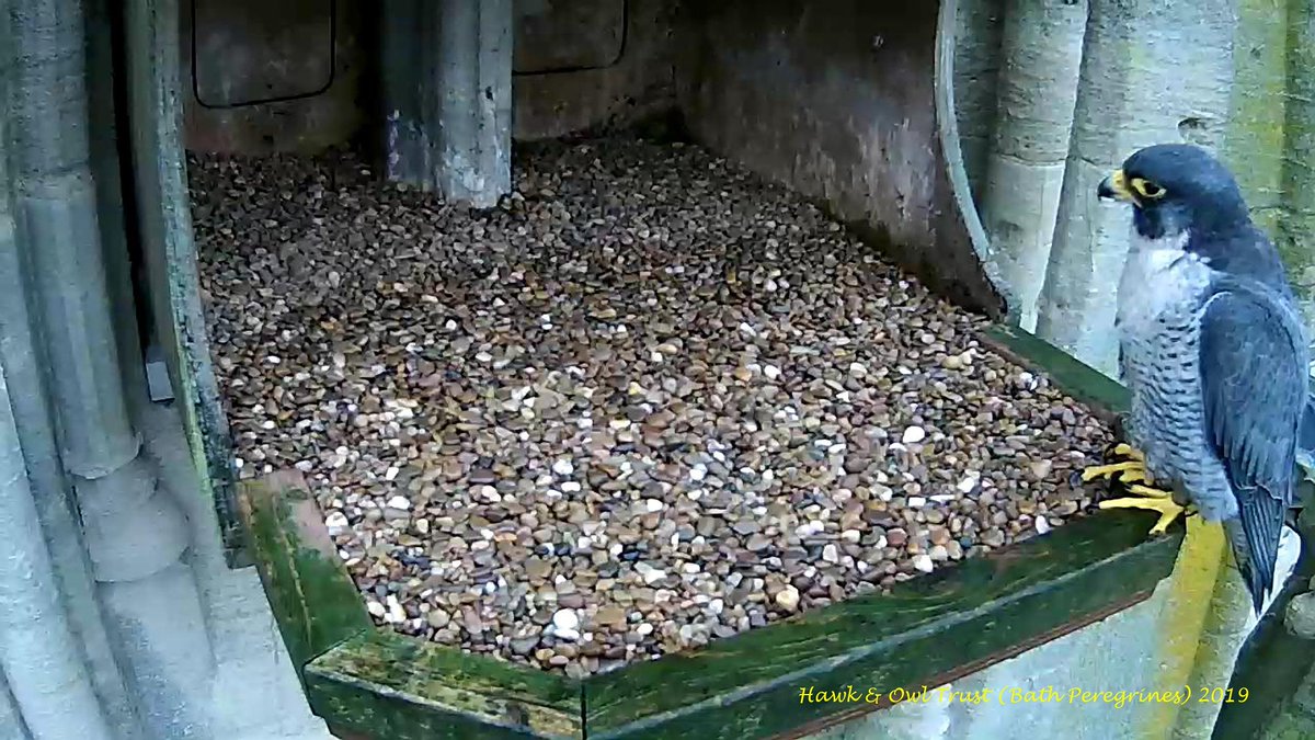 Bath Peregrines: Tiercel AA takes a look at the new gravel nonsense that has been perpetrated in his nest. <a href="/Hawkandowluk/">Hawk and Owl Trust</a>