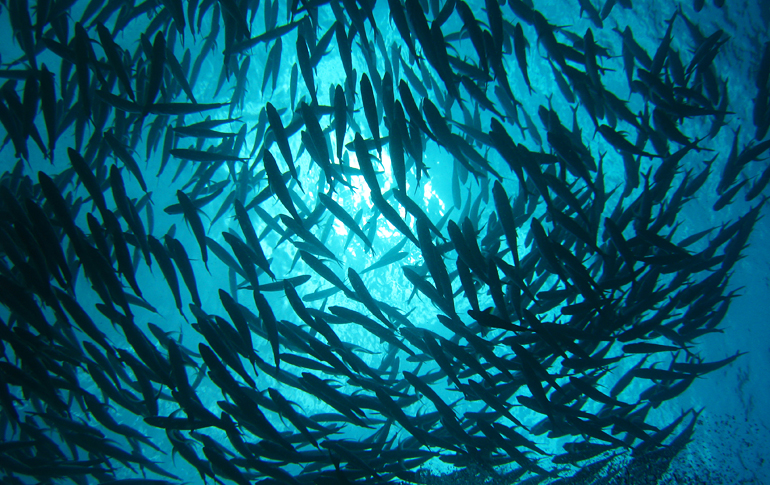 ORCA is een gerenommeerd duikcentrum met diverse clubs in Egypte, Indonesië, Mauritius én twee gezellige kleinschalige resorts in het Egyptische Safaga! 🤩☀️ Christof en Caren vertellen je op de Stand van Diving World graag alles over deze prachtige be ... bit.ly/3793dVP