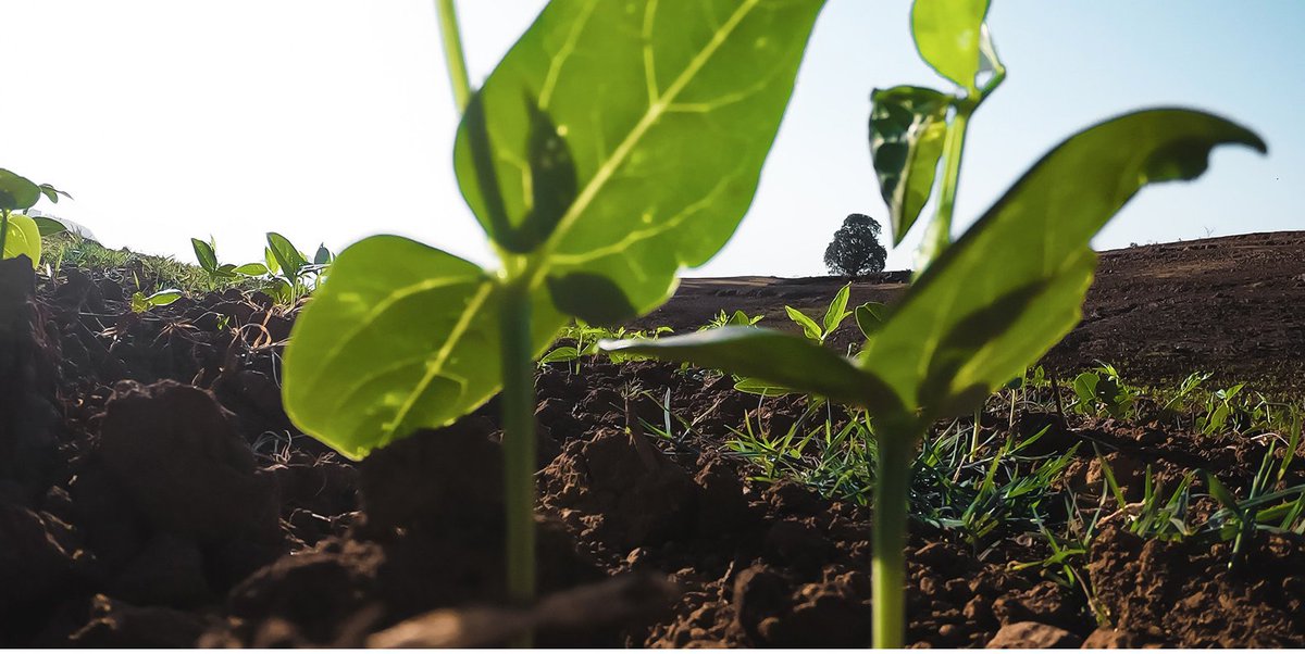 Laat je inspireren door de nieuwste inzichten voor een betere bodem en kom naar de Kennisdag Beter Bodembeheer op 16 januari 2020. Lees meer: vitalebodembrabant.nl/agenda/kennisd… #vitalebodem <a href="/Btr_Bodem_Bhr/">Beter Bodembeheer</a>