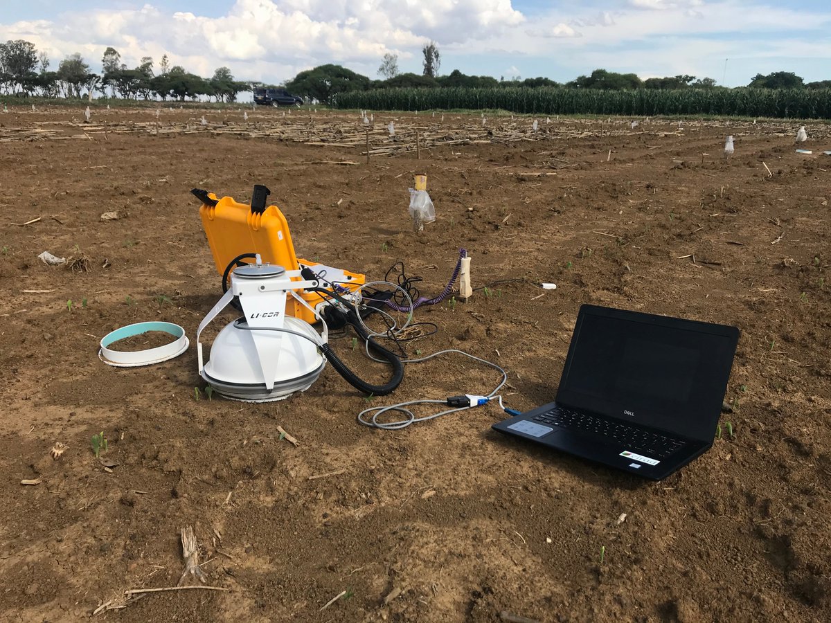 RemiCardinael's tweet photo. @CIMMYT @STICS_CropModel @Cirad 5 days after planting, maize and cowpea have germinated. First measurement of CO2 emissions this morning. Tomorrow, N2O! #DSCATT project @armwellshumba @BusyBeeChris @RegisChikowo @CIMMYT @Cirad https://t.co/OBEYrWUPwy