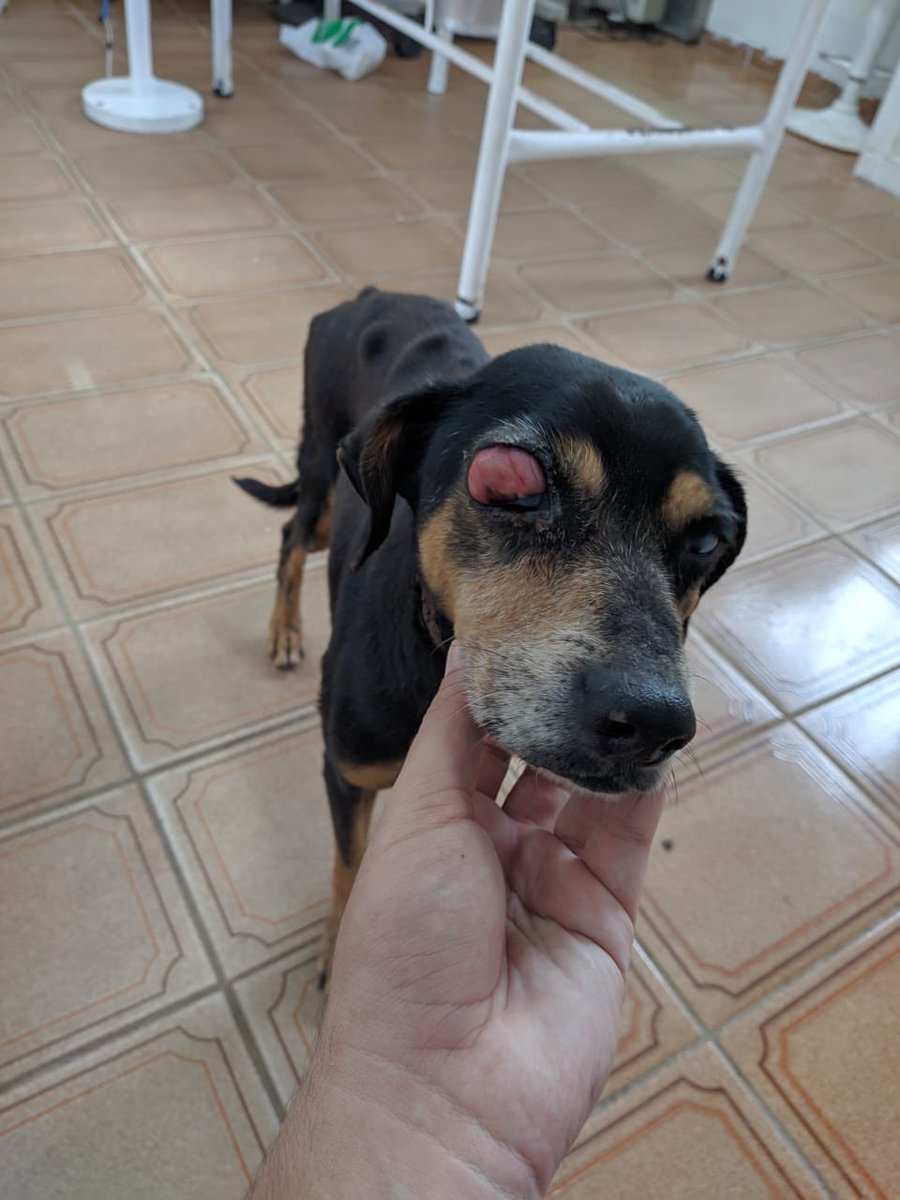casadoviralata's tweet photo. Ele tem respondido muito bem, se alimenta todos os dias, as sessões de quimio não o deixa enjoado nem abalado, adora acordar e tirar um cochilo, um senhor maravilhoso!
Veja como sua barriga melhorou, seus tumores visualmente diminuíram, sua pálpebra agora fecha, ele só evolui! https://t.co/ew4LLakLKz
