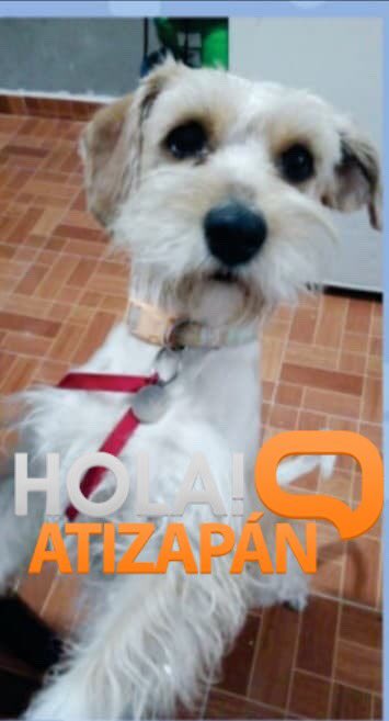 hola_atizapan's tweet photo. #AlertaPet: #Atizapán
“Se llama Pitt. Se perdió el día sábado 23 de noviembre del presente año en la colonia los olivos Atizapán de Zaragoza, cualquier información número de celular 5564123230”(Sic) https://t.co/zW90ePkRl9