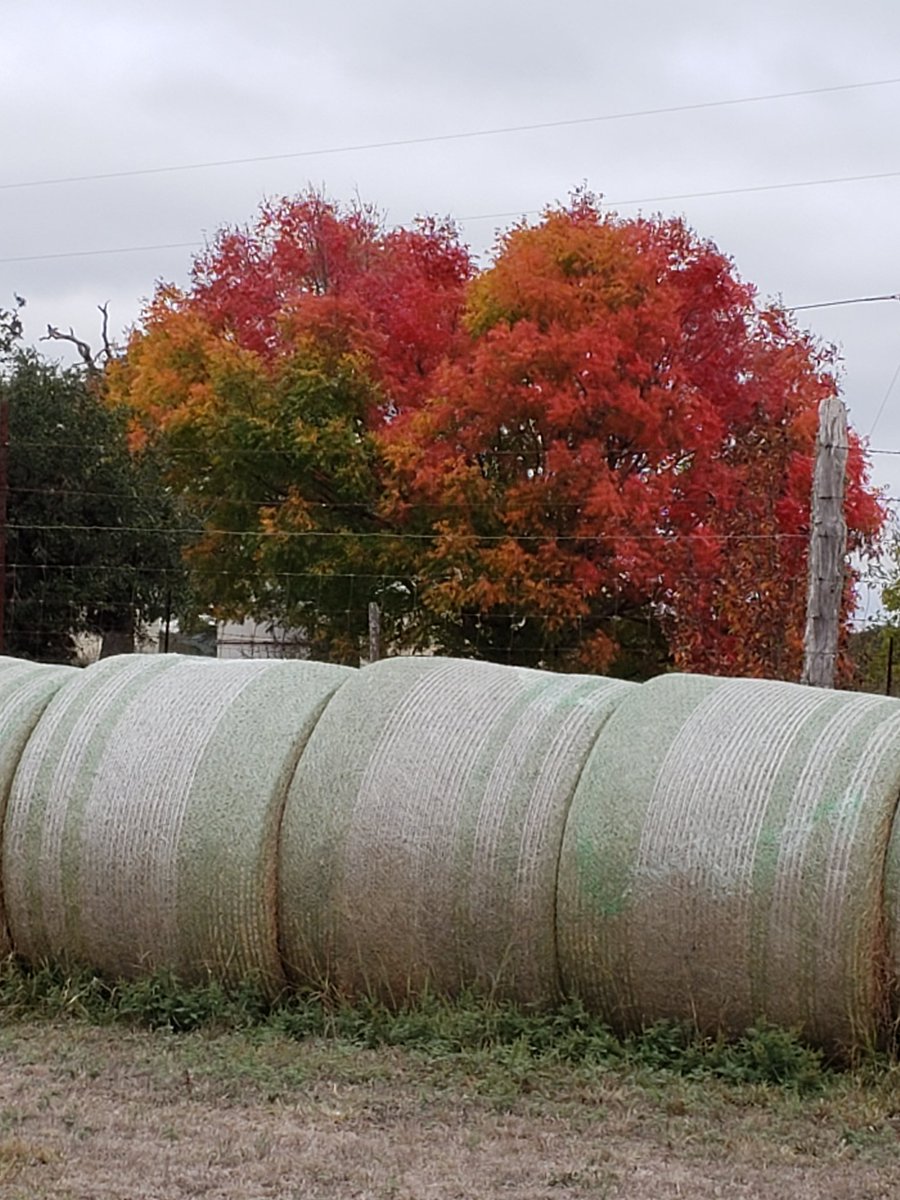 dee_mazurek's tweet image. Colors this fall are amazing!!