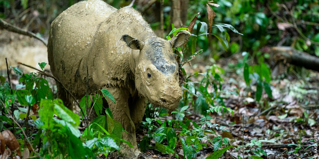 We’re heartbroken by the news that Sumatran rhinos in Malaysia are now extinct. 

We can’t let other species follow the same fate as Iman. We must do all we can to show our outrage about what is happening to our planet. #AdoptABetterFuture.