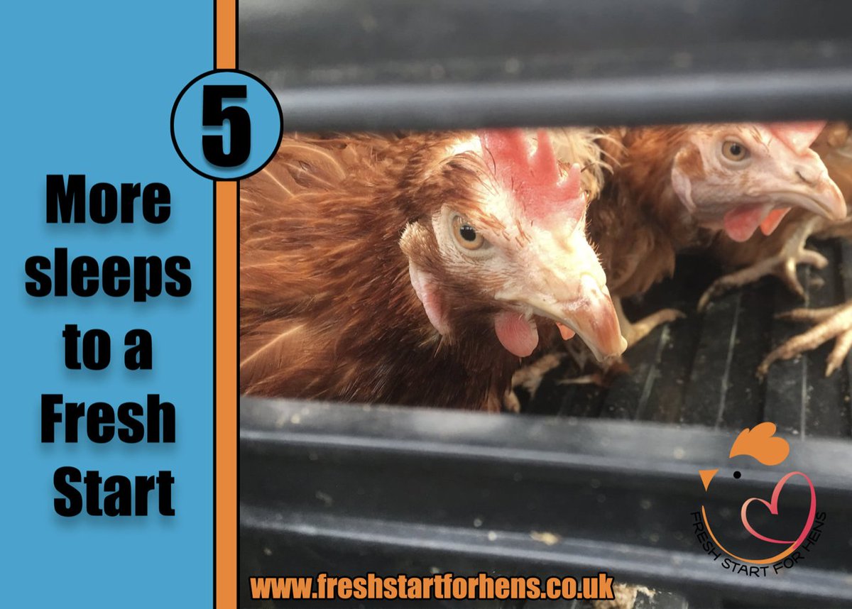 FSFH_Official's tweet photo. 5 more sleeps until a #FreshStart
We're coming to get you ladies!
Reservations are now being taken for 14th #December on our website.
#RescueHens #Hens #Poultry #ExCommercial #Exbatts #FarmAnimals #EndTheCageAge #HensInRetirement #Rehoming #Chickens #ChristmasHens #FSFH https://t.co/jD7oNEmIju
