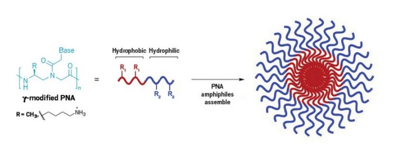 J_A_C_S's tweet photo. "Designer biopolymer speaks nucleic acid and protein languages" ~ Check out the @cenmag story highlighting the recent JACS article (https://t.co/R2N4dwxrAX) from the @HeemstraLab on peptide nucleic acids that can target disease-related RNA: https://t.co/9kbHenIRrn https://t.co/sm4T3FeEHx