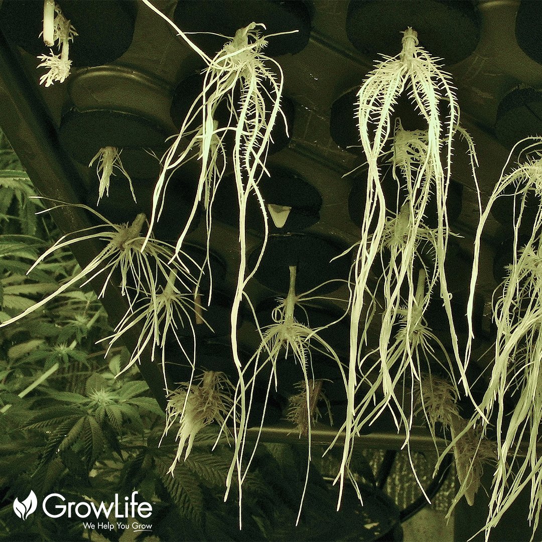 Root game on point 🙌

#ezclone x #growlife