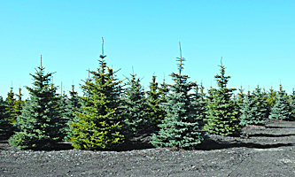 FarmZillaClass's tweet image. SPRUCE FOR SALE!! Beautiful locally grown trees. Plan ahead and renew your shelterbelt or landscape a new yardsite. #sprucetrees #treesforsale #landscaping #AgTwitter #westcdnag #Abag 

bit.ly/35tAVU8☏